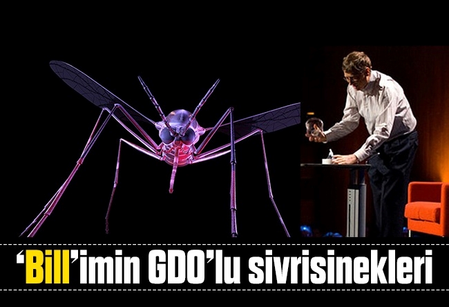 Nureddin Ceylan : ‘Bill’imin GDO’lu sivrisinekleri..